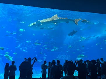 沖縄美ら海水族館に投稿された画像（2023/9/22）