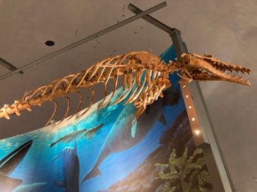 福井県立恐竜博物館に投稿された画像（2023/9/22）