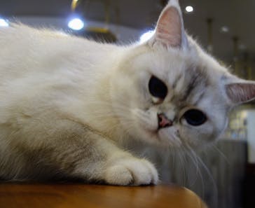 猫カフェモカ　立川店に投稿された画像（2023/9/22）