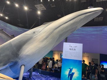 特別展「海　―生命のみなもと―」（国立科学博物館）に投稿された画像（2023/9/22）