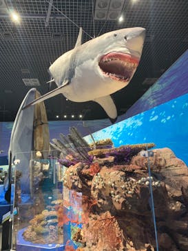 特別展「海　―生命のみなもと―」（国立科学博物館）に投稿された画像（2023/9/22）