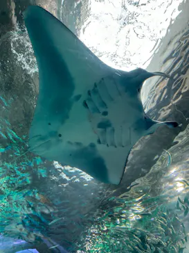 マクセル アクアパーク品川に投稿された画像（2023/9/22）