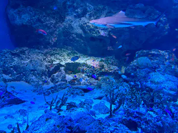 マクセル アクアパーク品川に投稿された画像（2023/9/22）