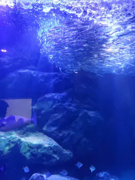 マクセル アクアパーク品川に投稿された画像（2023/9/22）