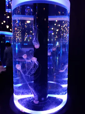 マクセル アクアパーク品川に投稿された画像（2023/9/22）