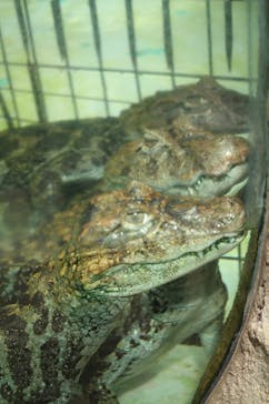 熱川バナナワニ園に投稿された画像（2023/9/22）