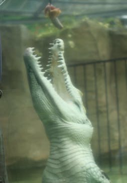 熱川バナナワニ園に投稿された画像（2023/9/22）