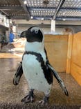 京都水族館に投稿された画像（2023/9/23）