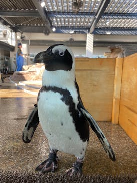 京都水族館に投稿された画像（2023/9/23）