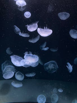 サンシャイン水族館に投稿された画像（2023/9/23）