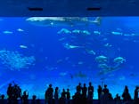 沖縄美ら海水族館に投稿された画像（2023/9/23）