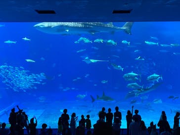 沖縄美ら海水族館に投稿された画像（2023/9/23）