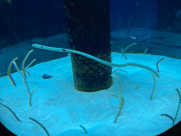 沖縄美ら海水族館に投稿された画像（2023/9/23）