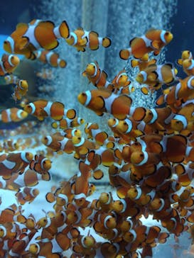 鴨川シーワールドに投稿された画像（2023/9/23）