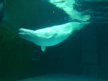 鴨川シーワールドに投稿された画像（2023/9/23）