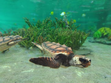 鴨川シーワールドに投稿された画像（2023/9/23）