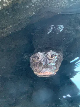 天王寺動物園に投稿された画像（2023/9/23）