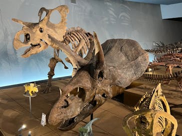 福井県立恐竜博物館に投稿された画像（2023/9/23）