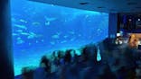 沖縄美ら海水族館に投稿された画像（2023/9/23）