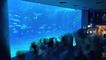 沖縄美ら海水族館に投稿された画像（2023/9/23）
