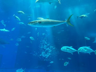 沖縄美ら海水族館に投稿された画像（2023/9/23）
