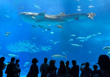 沖縄美ら海水族館に投稿された画像（2023/9/23）