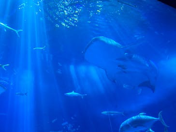沖縄美ら海水族館に投稿された画像（2023/9/23）