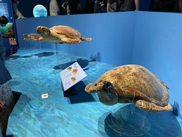 特別展「海　―生命のみなもと―」（国立科学博物館）に投稿された画像（2023/9/23）