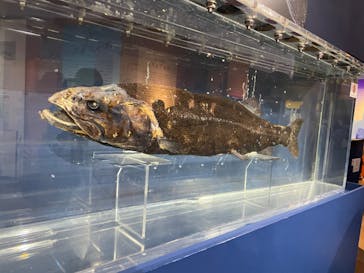 特別展「海　―生命のみなもと―」（国立科学博物館）に投稿された画像（2023/9/23）