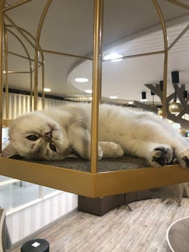 猫カフェモカ　立川店に投稿された画像（2023/9/23）
