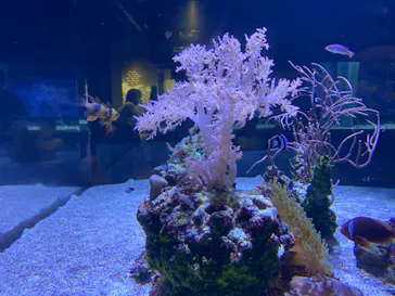 すみだ水族館に投稿された画像（2023/9/23）