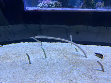 すみだ水族館に投稿された画像（2023/9/23）