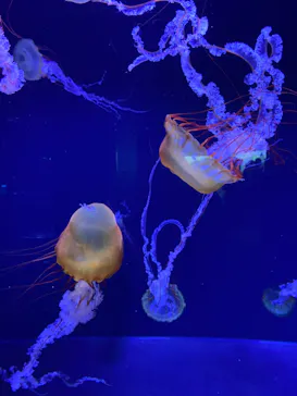 すみだ水族館に投稿された画像（2023/9/23）