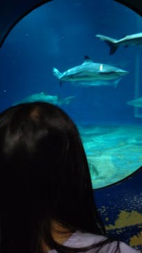 アクアワールド茨城県大洗水族館に投稿された画像（2023/9/23）