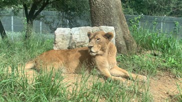 秋吉台自然動物公園 サファリランドに投稿された画像（2023/9/23）