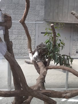 淡路ファームパーク イングランドの丘に投稿された画像（2023/9/23）