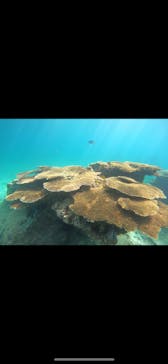 青の洞窟専門店　沖縄ダイビングショップ和に投稿された画像（2023/9/10）