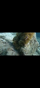 青の洞窟専門店　沖縄ダイビングショップ和に投稿された画像（2023/9/10）