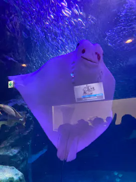 マクセル アクアパーク品川に投稿された画像（2023/9/23）