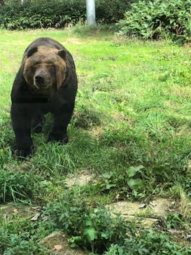 サホロリゾート　ベア･マウンテンに投稿された画像（2023/9/23）