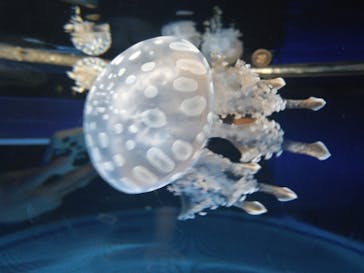 九十九島水族館海きららに投稿された画像（2023/9/23）