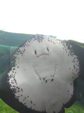 九十九島水族館海きららに投稿された画像（2023/9/23）