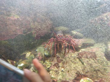 九十九島水族館海きららに投稿された画像（2023/9/23）