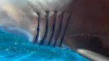 しながわ水族館に投稿された画像（2023/9/23）