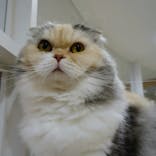 猫カフェモカ　町田ジョルナ店に投稿された画像（2023/9/23）
