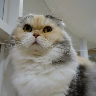 猫カフェモカ　町田ジョルナ店に投稿された画像（2023/9/23）