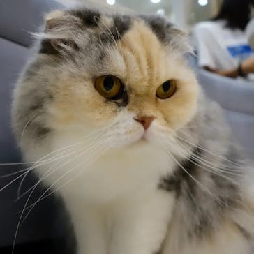 猫カフェモカ　町田ジョルナ店に投稿された画像（2023/9/23）