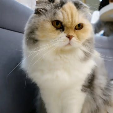 猫カフェモカ　町田ジョルナ店に投稿された画像（2023/9/23）