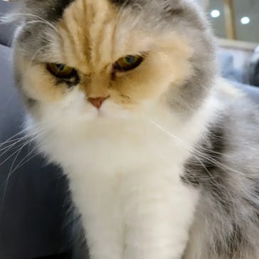 猫カフェモカ　町田ジョルナ店に投稿された画像（2023/9/23）