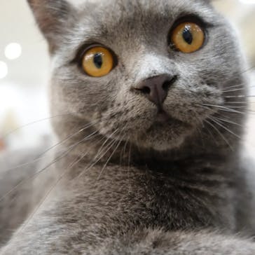 猫カフェモカ　町田ジョルナ店に投稿された画像（2023/9/23）